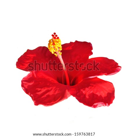 Red flower- Hibiscus rosa sinensis, isolated on white