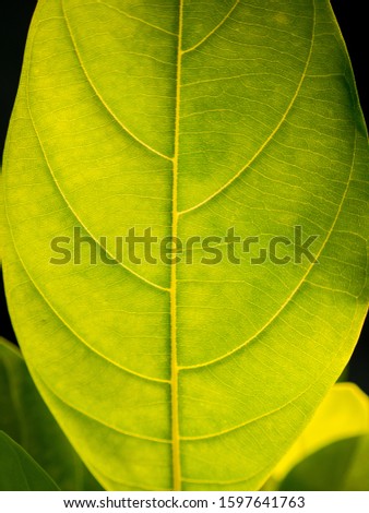 The Surface of Pattern's Yellow Green Leaf in The Garden