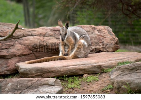 the yellow footed rock wallaby is sitting on a rock