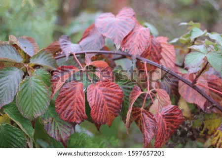 Red and green autumn foliage