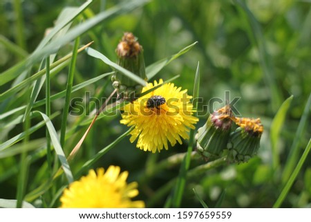 Bronze beetle sitting on a flower of dandelion officinalis closeup. Can be used as background or wallpaper. For your design ideas.