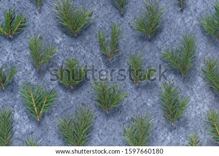 Christmas winter minimal background of small cut branches of a Christmas tree on a dark blue background top view. Flat lay new year concept. Xmas mockup. Winter concept. Spiky green spruce twigs.