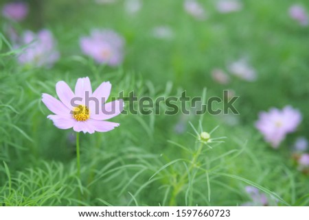 Purple, pink, red, flowers in the garden without sky and clouds but include green background in soft style and soft focus. With space for text in nature picture to put sweet message for sending card.
