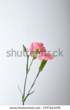 White Background and Pink Carnation