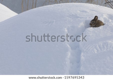 trail wild brown little hare in the snow