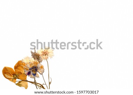 Field dried flowers on a white background.