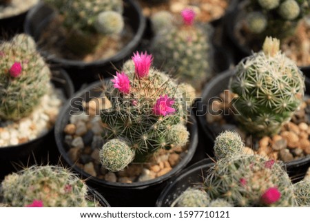 this pic show variety of cactus in greenhouse, nature background concept