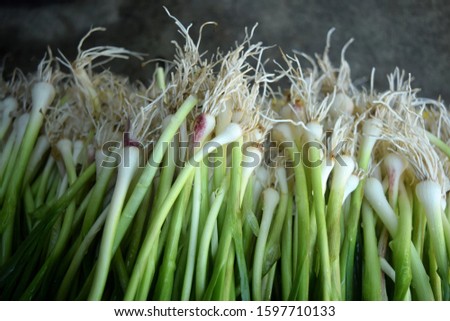 this pic show the onion with roots in market, plants and agriculture concept