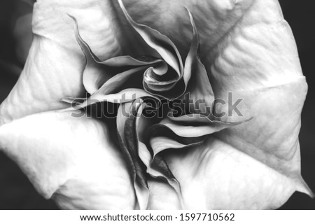 Black and white Devil's trumpet flower closeup from above.
