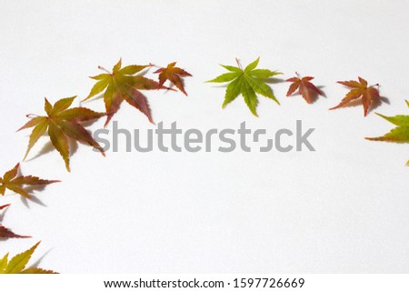 Fresh red and green Maple isolated white background.