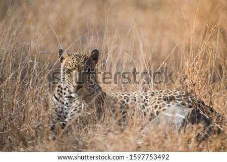 A selective focus shot of a leopard laying down in a dry grassy field with its one eye injured