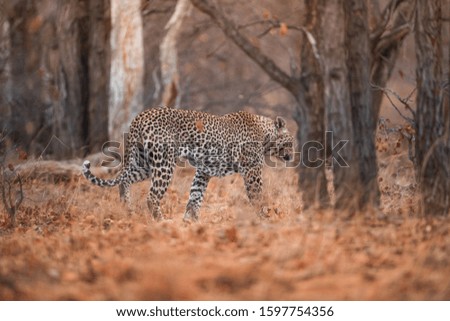 A selective focus shot of a leopard walking in the forest