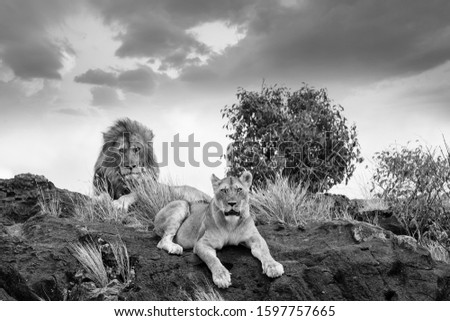 A grayscale shot of lions laying on a rock while looking at the camera