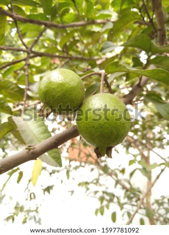 a picture of green guava 