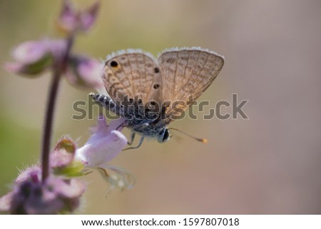common blue butterfly macro photography 
