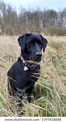 labrador retriever sitting in tall grass in front of a forest 