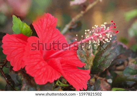 Beautiful red hibiscus in the garden