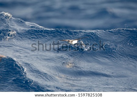 White-faced Storm-Petrel (Pelagodroma marina) foraging on a wave far out at sea off Madeira island in the central Atlantic ocean.