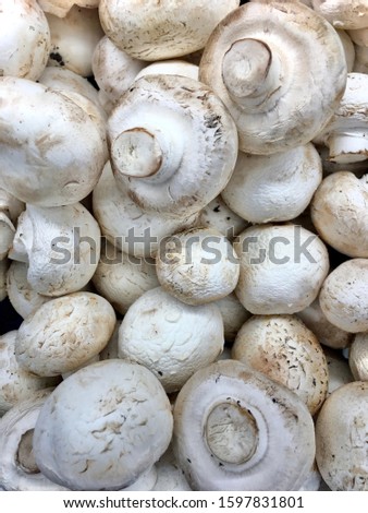 Lots of mushrooms close up. Champignons close up. Agaricus.
