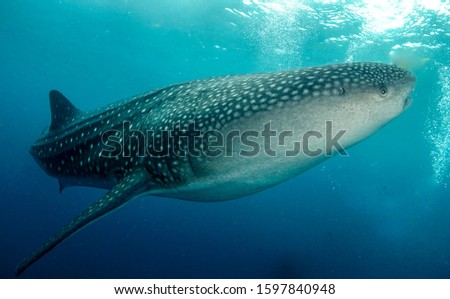 whale shark in Philippines underwater photography