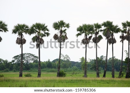 row of sugar palm tree.