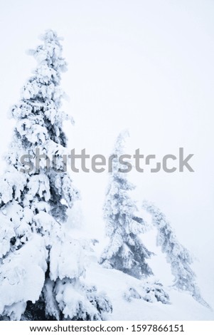 White winter fur trees covered with snow in forest over white smoke day background. Landscape of winter wonderland nature concept