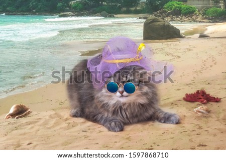  Beautiful fluffy kitty in sunglasses on a beach