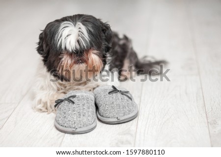 Funny dog, Shih Tzu breed. Lies on a white floor in slippers.