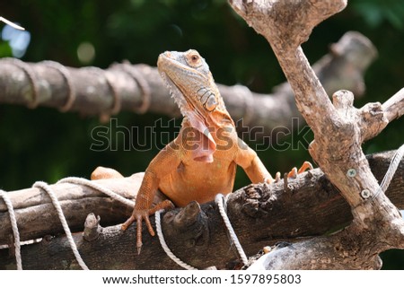 Iguanas are genera of lizards that live in the tropics of Central America, South America, and the Caribbean islands. Red Iguana, blurr background