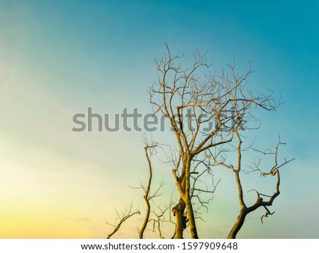 Free sunset trees stock image