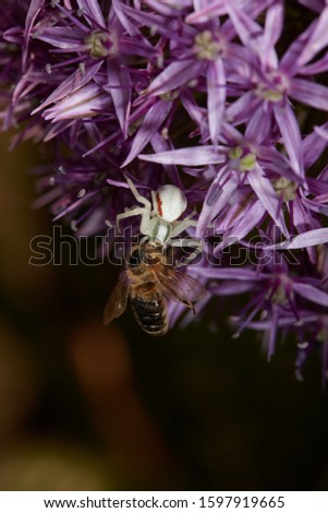 Spider Misumena vatia sitting in violet Allium flower catching and eating a bee