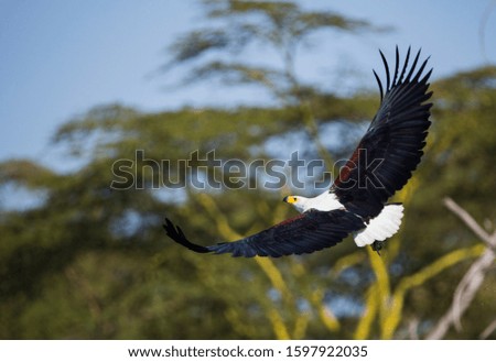 African fish eagle action in kenya