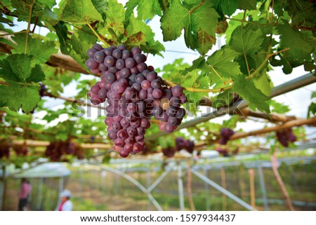 Beautiful grapes ready to be eaten fresh in the farm