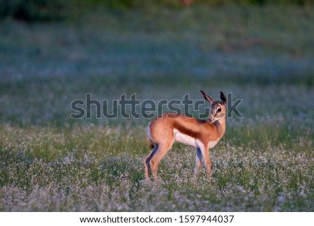 Springbok (Antidorcas marsupialis), Kgalagadi Transfrontier Park in rainy season, Kalahari Desert, South Africa/Botswana
