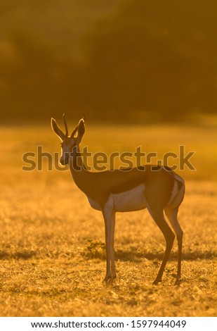 Springbok (Antidorcas marsupialis), Kgalagadi Transfrontier Park in rainy season, Kalahari Desert, South Africa/Botswana