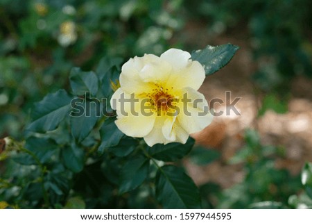 Selective focus on blooming yellow flower with blur background in the garden