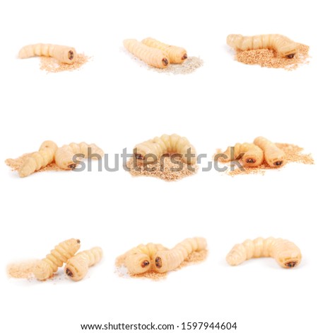 Nine larva bark beetle (Scolytinae). Larva of Bark beetles legless isolated on white Royalty-Free Stock Photo #1597944604