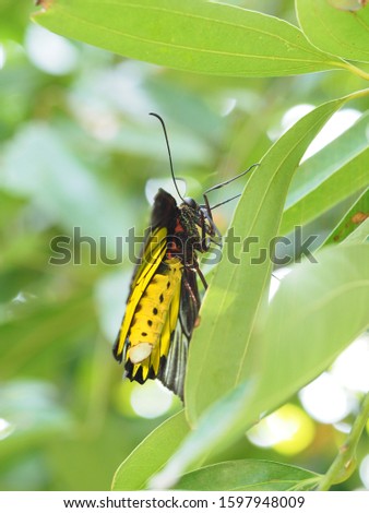 Close-up photo of Bird Wing Butterfly in black and yellow body while resting on green leaf