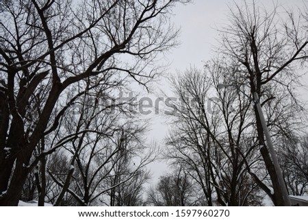 Snow covered trees following a blizzard in Kansas City, Missouri. Picture taken in December.