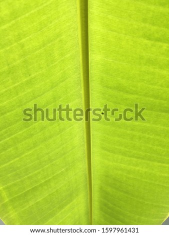 Banana leaf green banana leaf picture