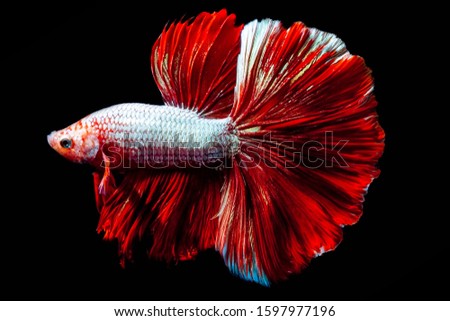 Red betta fish, Siamese fighting fish was isolated on black background. Fish also action of turn head in different direction during swim ,Thailand, Fighting, Fish, Cut Out, Multi Colored