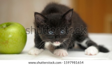 little black with white kitten and green apple