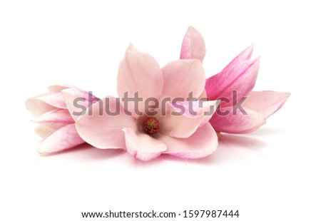 A pink magnolia flowers on white background