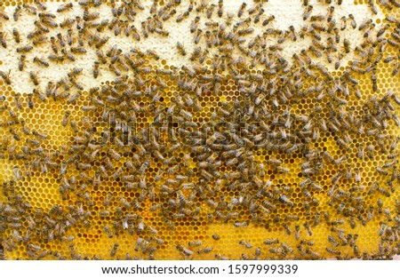 Hive frame with bees, honey and pollen
Frame with honeycombs is removed from the hive for inspection.
