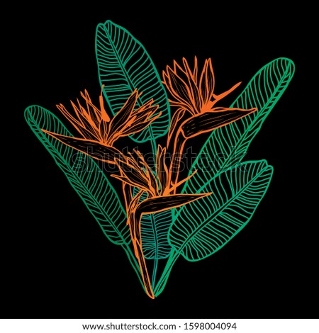 Decorative hand drawn strelitzia  flowers, design elements. Can be used for cards, invitations, banners, posters, print design. Floral background in line art style