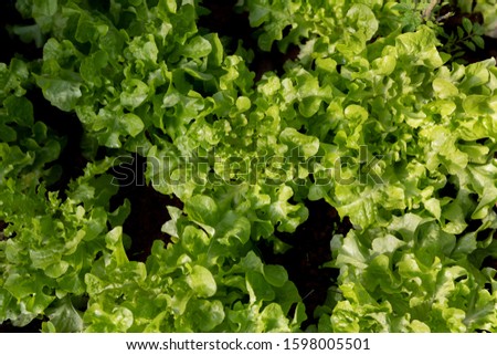 Bunch of leaves of fresh tasty salad.Green salad in the garden bio.Green Lettuce leaves on garden beds in the vegetable field.green oak