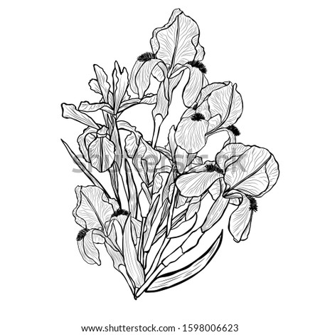 Decorative hand drawn iris  flowers, design elements. Can be used for cards, invitations, banners, posters, print design. Floral background in line art style