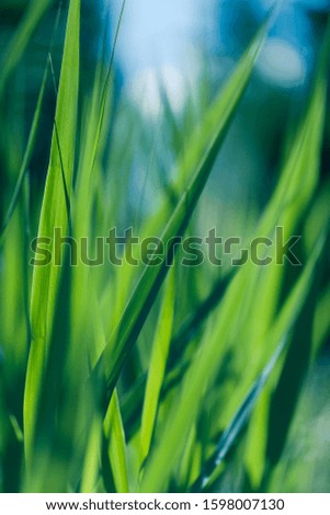Macro shot of beautiful grass - abstract close up photo of nature with shallow depth of field