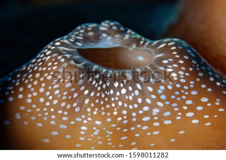 macro picture of giant clam exhale opening