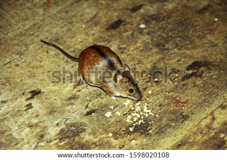 House Mouse (Mus domesticus). Mice are the most common pest in both domestic and commercial premises and can contaminate food stuffs and cause serious